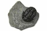 Detailed Gerastos Trilobite Fossil - Morocco #347359-2